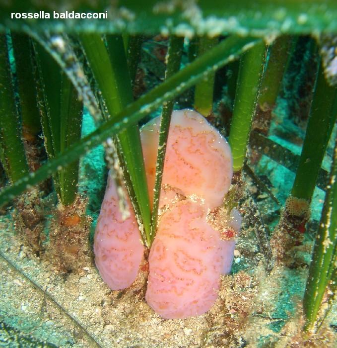 La Posidonia oceanica